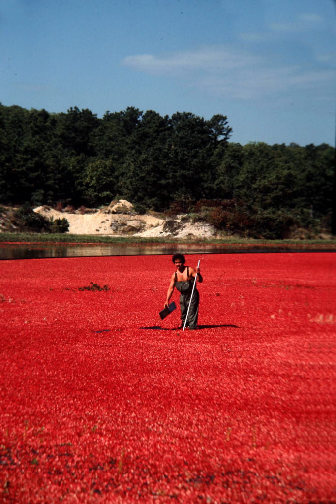 Cranberry-Harvest.jpg