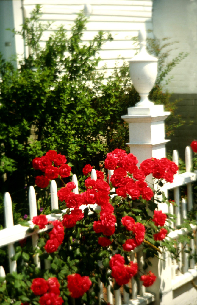 Roses-On-Fence.jpg