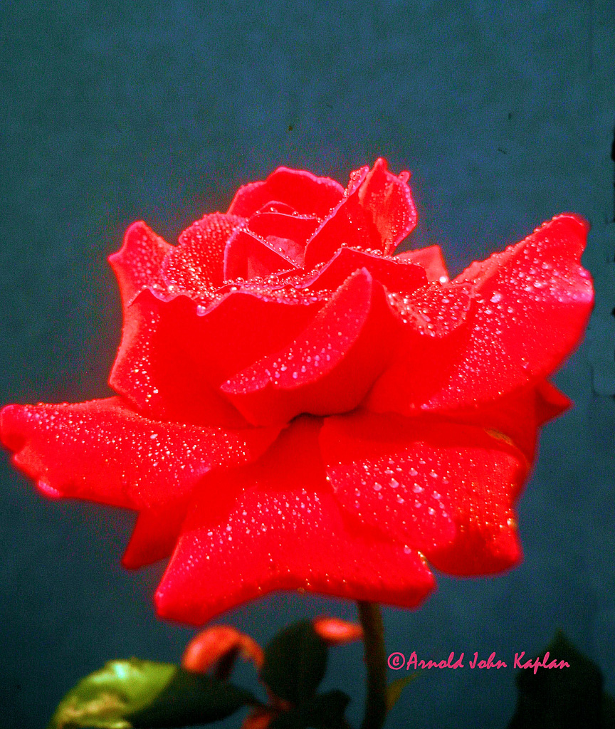 Red-Rose--3.jpg