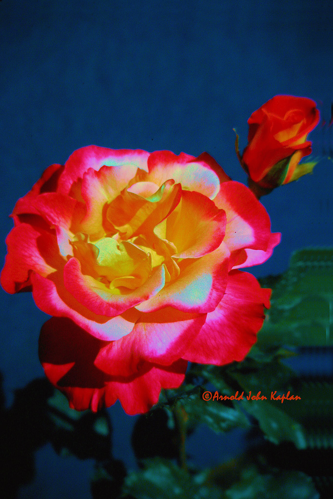 Red-Yellow-Rose.jpg