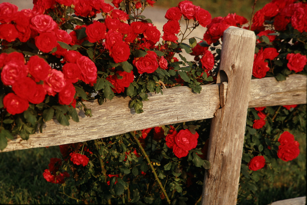 Roses-On-Fence--2.jpg