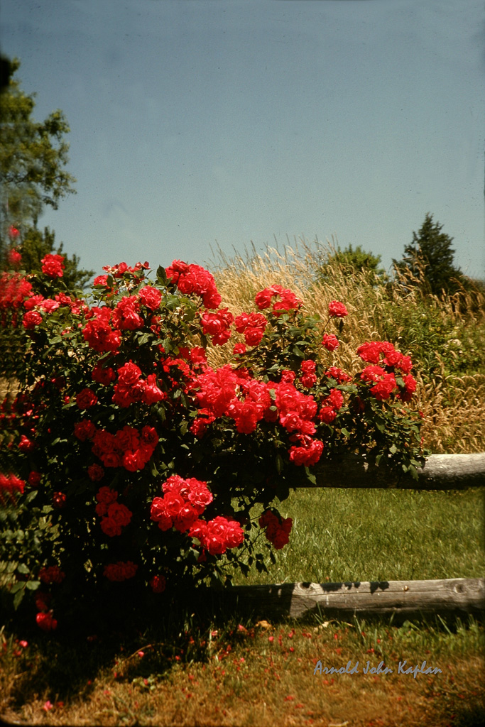 Roses-on-Fence-3.jpg