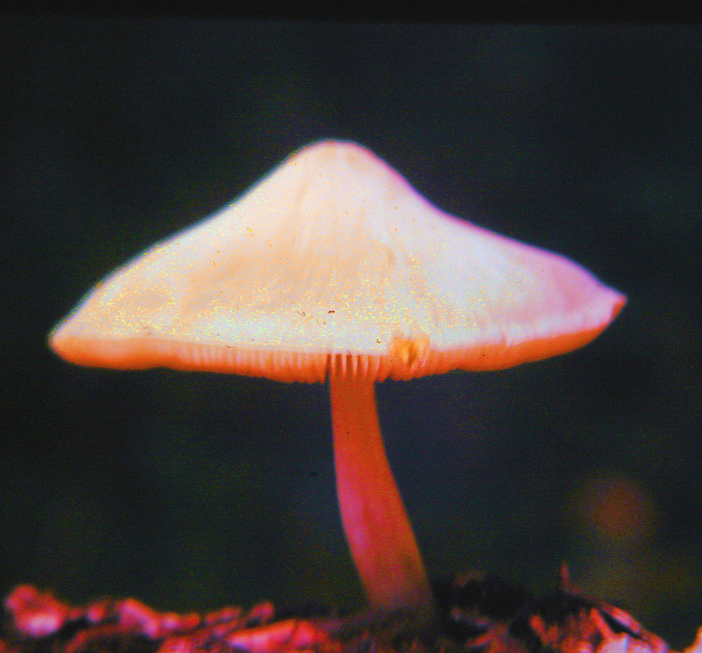 Single-Mushroom.jpg