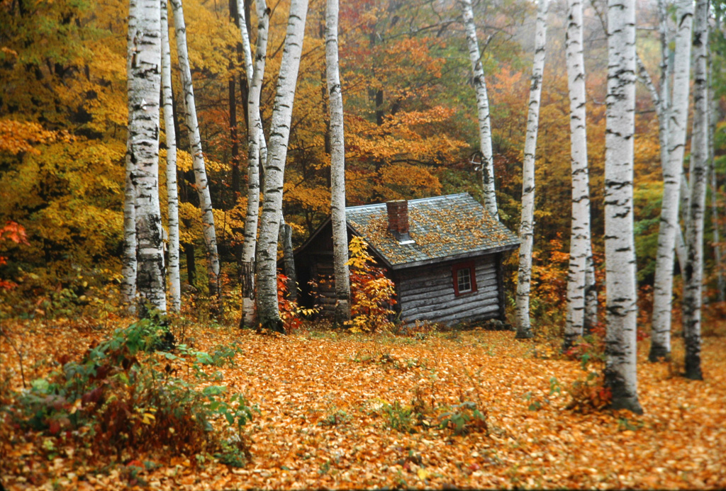 Cabin-In-Birches.jpg