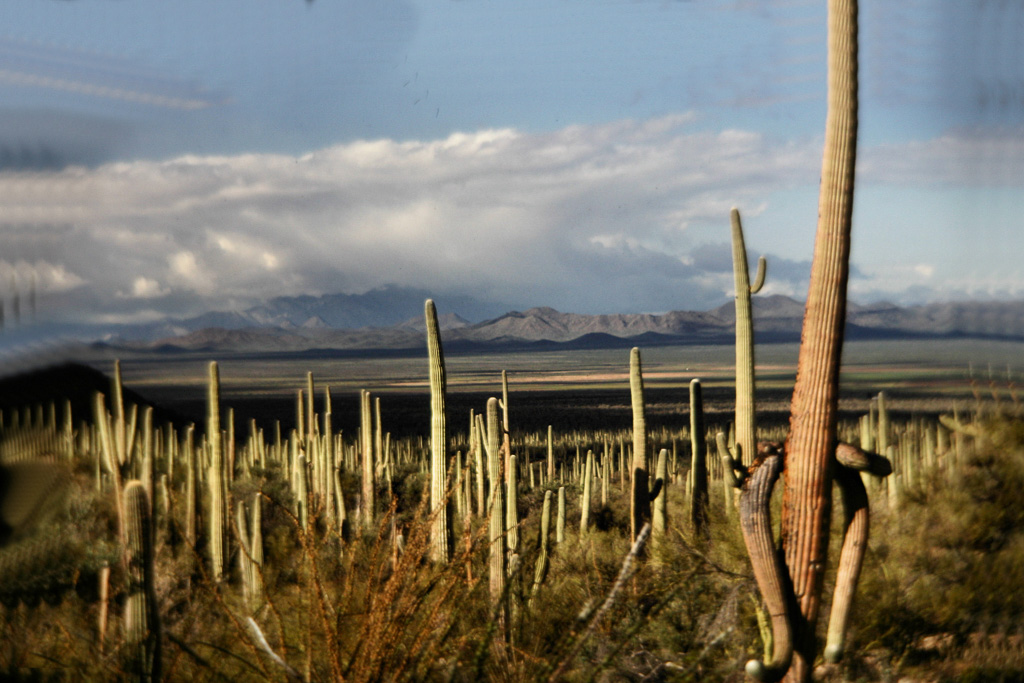 Saguaro-Nat'l-Park-2.jpg