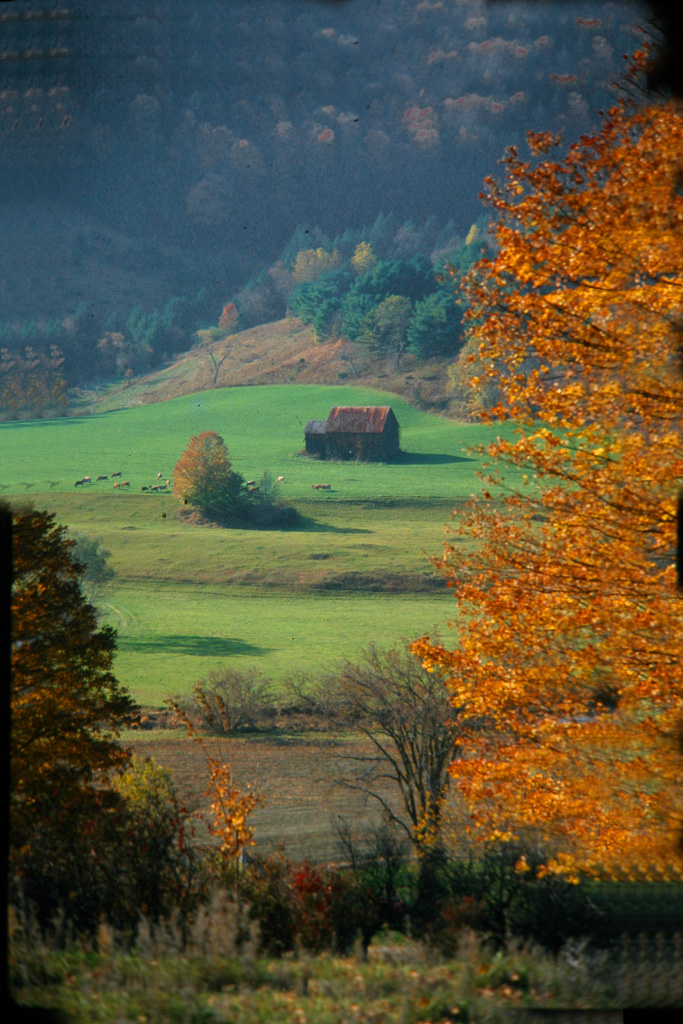 Cabin-In-The-Meadow.jpg